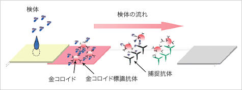 [テストストリップ説明図](検体の流れ)左から検体、金コロイド、金コロイド標識抗体、捕捉抗体
