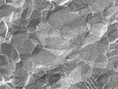 SEM image of Micro Plate ×1000
